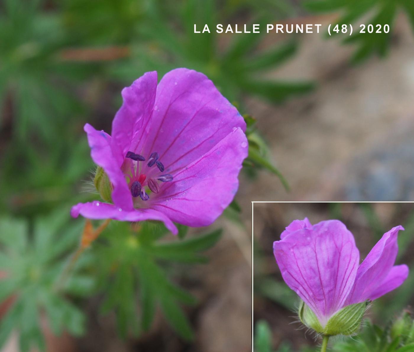 Cranesbill, Bloody flower